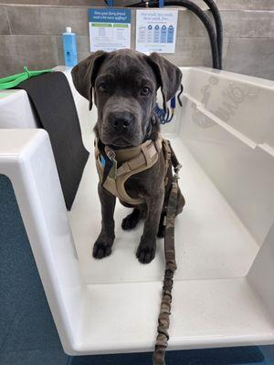 This is my 18 week old pup building his confidence!