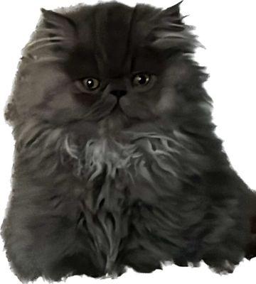 California Cat Center