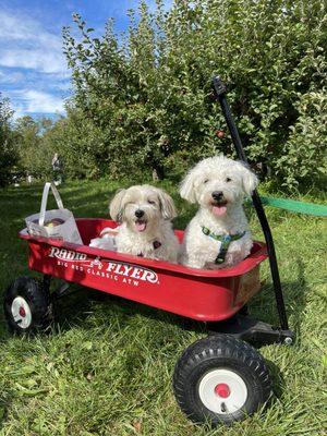 All Points Animal Care