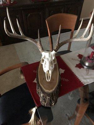 Arctic Circle Taxidermy