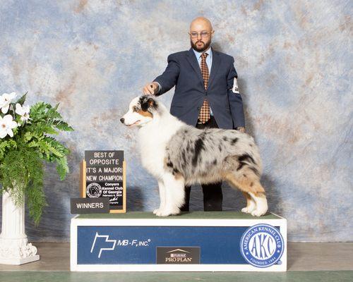 Pet-Agrees Wellness Services