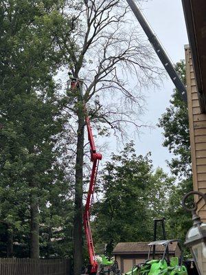 Schades Tree Service