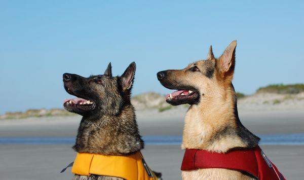 Max’s Pet Patrol Pet Sitters