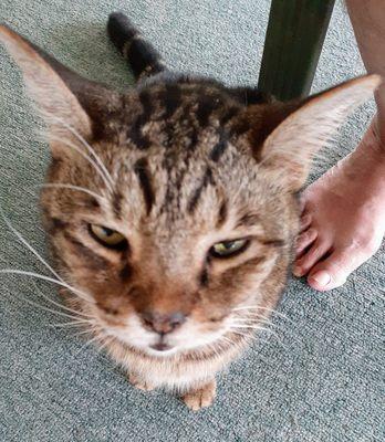 This is Milo,may he rest in peace!