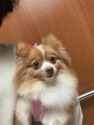 Doogi Grooming Truck