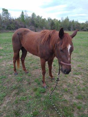 Gary consignment and Horse training and Boarding