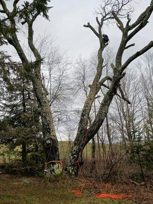 Peregrine Tree Work
