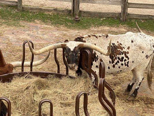 Fort Worth Stock Yards Cattle Drive