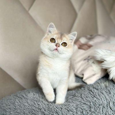 Regal British Shorthair Cattery