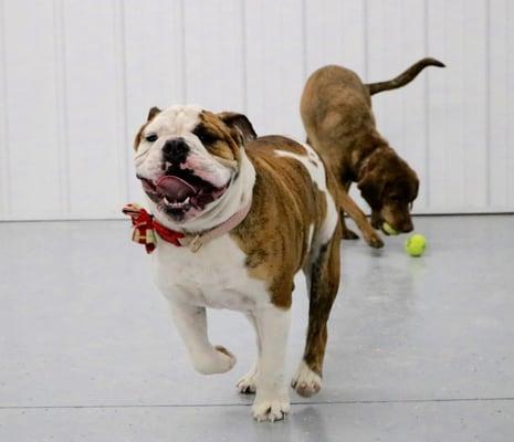 Bark Avenue Pet Lodge