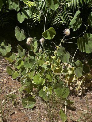Genetic Resource and Conservation Center