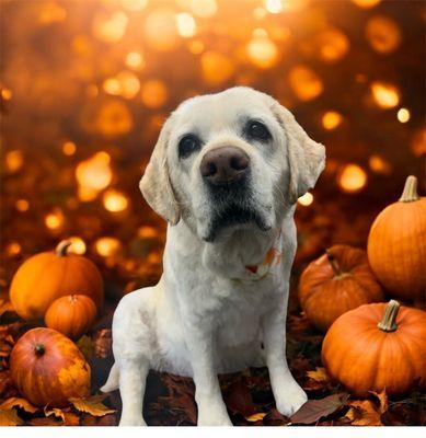 Collar Cuts Mobile Grooming