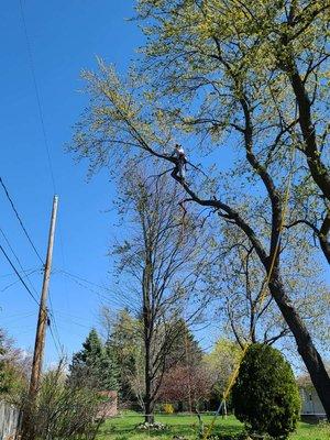 Chapin’s Tree Service