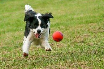 Mailman's Pet Service