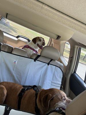 My dogs Blanca & coco!