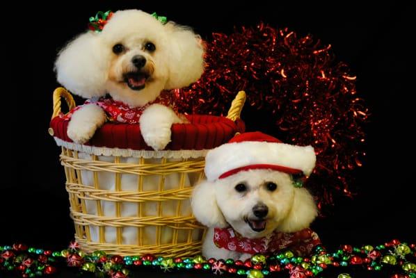 Pets In The 'Burbs Hawaii