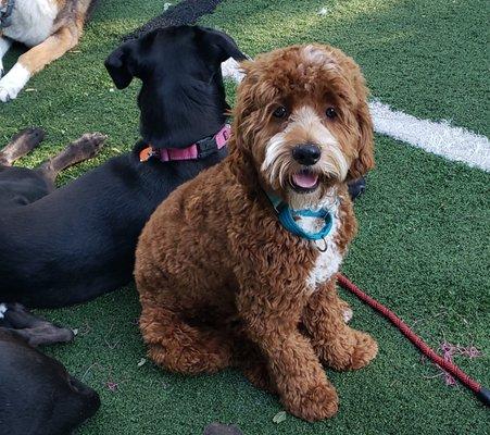 Dawg House Daycare and Boarding
