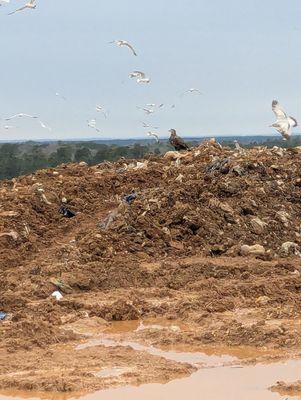 South Wake Landfill