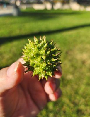 Harbor Highlands Park