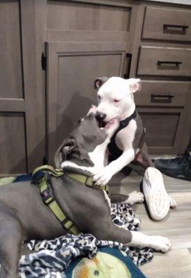 Pawtastic Pet Services