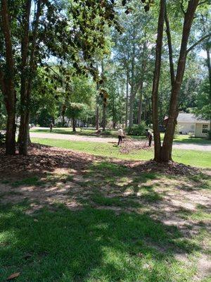 Twisted Trunk Tree Service