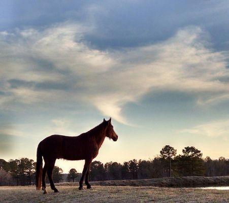 Mosier Natural Horsemanship