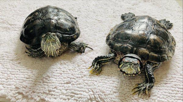 Avian and Exotic Clinic of Monterey