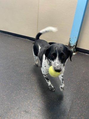 His tail says it all!