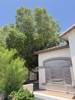 Acuña Tree Services & Landscaping