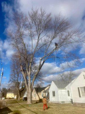 Miller’s Forestry Tree & Mulch