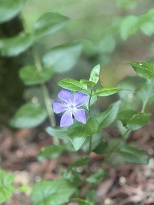 Greater Periwinkle