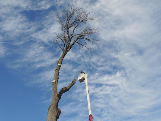 Burman Land & Tree Company