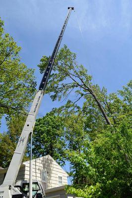 Iconic Tree and Landscapes
