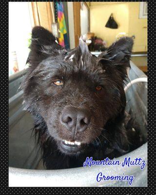 Mountain Muttz Dog Grooming