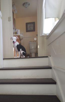 All Creatures Animal Hospital