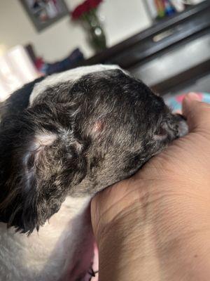 Felix's Pet Grooming