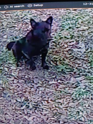 Rosenberg Animal Control & Shelter