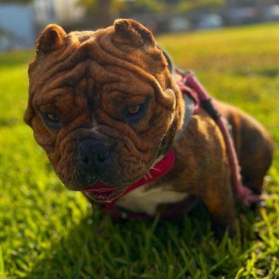 Classic Dog Grooming ,Grooming Salon and Academy