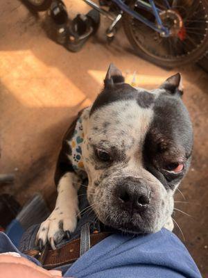 Pet Palace Grooming Salon