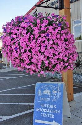 Beautification program: Flower Baskets