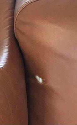 holes gnawed into leather furniture