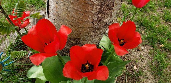 Glenn's Lawn Service