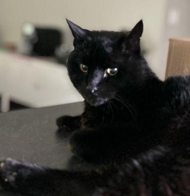 The Prefurred Pet Nanny