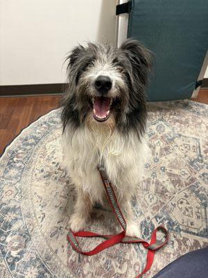 Clarendon Animal Care South Arlington