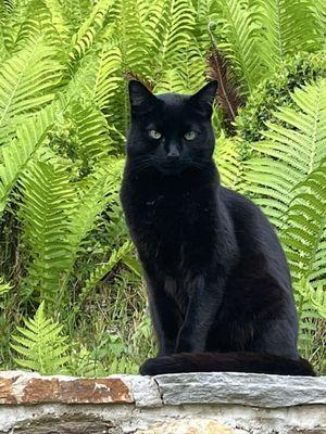 Kenhaven Animal Hospital