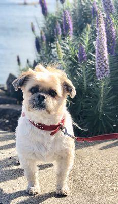 Dog Walking Happy Tails