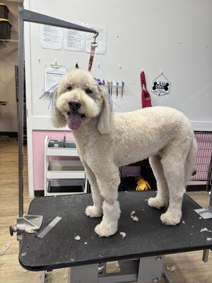 Doodle full groom service