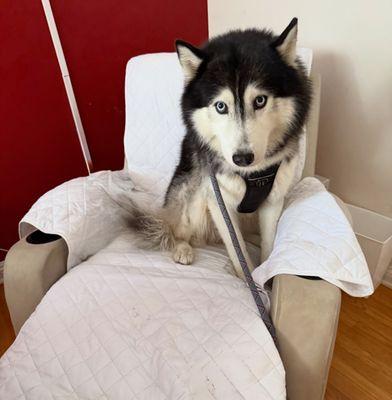 IPet Care & Holistic