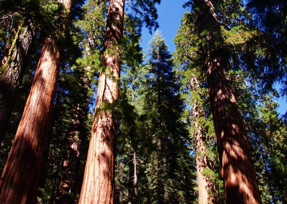 Dedication, Integrity and Excellence