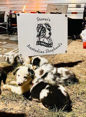 Australian Shepherd's | Stover’s